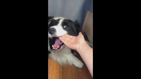 When I try to test the Border Collie's patience