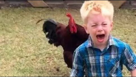 Funny chickens and roosters Chasing kids and adults 😂😂__funny videos compilation 2020.