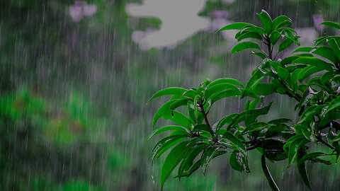 Calming rainstorm Sounds for Relaxing, Focus or Deep Sleep Nature White Noise 8 Hrs Rain Souds