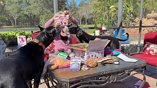 Happy Great Danes Love Valentine's Day Gifts From Fairy Godmother