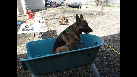 Bath time / blow dry Rome is ready Jules is waiting hot day Texas house German Shepherds