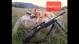 Temecula Coyote Hunt- 2023