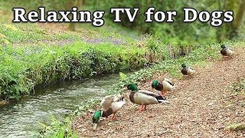 Relax Your Dog TV - 8 hours of relaxing TV for dogs at The Babbling Brook