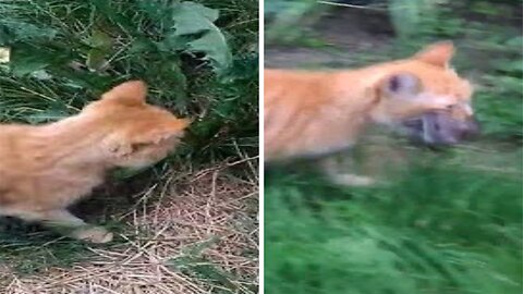 Orange Cat Catching a Rat 🐱🐁