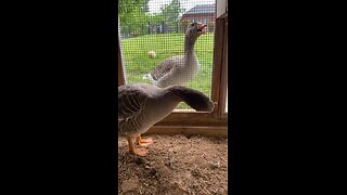 Our angry goose hisses and honks when we enter the chicken run!