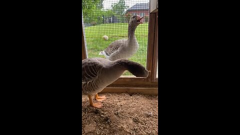 Our angry goose hisses and honks when we enter the chicken run!