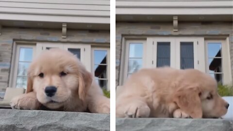 Puppy wants help down the Stairs!