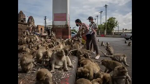 WILD MONKEY'S RUN THE CITY IN THIS SMALL TOWN IN THAILAND! TRUE STORY!