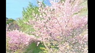 Matheus Felipe - Cherry Blossom (VHS Music Video)