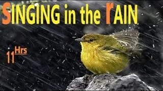 Nature RAIN & Birdie Sounds for Sleeping Relax Work Study Insomnia Reduce Stress Heavy Rain Sounds