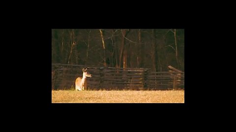 deer on the Chickamauga Battlefield