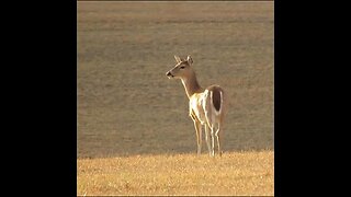 deer at Chickamauga Battlefield