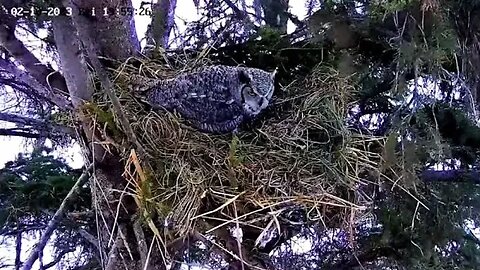 Albert's Arrival to Call Ellie 🦉 02/10/23 19:54