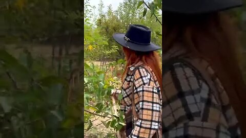 Apple orchard vlog day 1 🎃#halloween