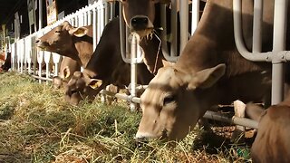 cows on livestock farm SBV 304820153 HD