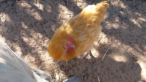 Baby turkeys first day out.