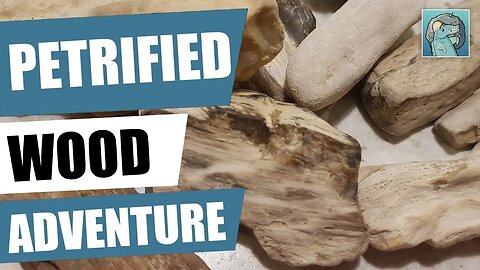 New Zealand petrified wood hunt - Kowai river in North Canterbury