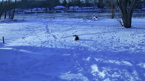 Charlie playing a little fetch in the snow at 0 degrees! River is nearly frozen over