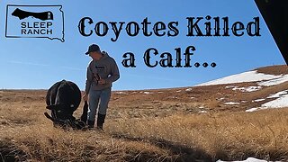 Coyotes Killed a Calf…