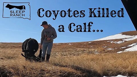 Coyotes Killed a Calf…