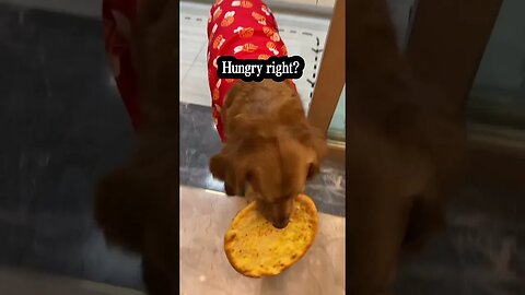 Hungry dog ! Caught