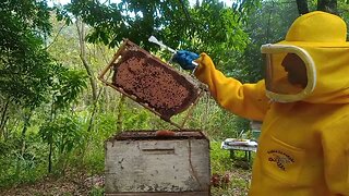 tirando mel no apiario carioca 2 (🐝muito mel🍯)