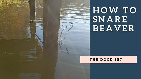 How To Snare a Beaver - The Dock Set