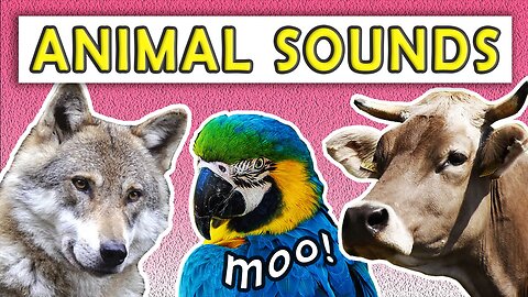 25 ANIMAL SOUNDS | Real Animal Sound Effects HD