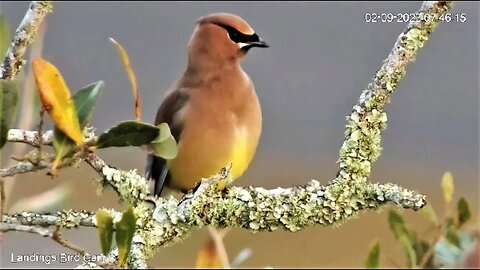 A Cedar Waxwing Close Up 🌳 02/09/23 07:42