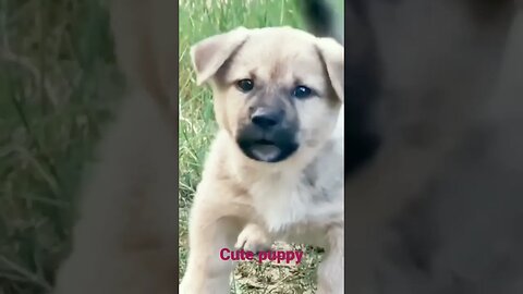 Dog puppy#cute barking#viralshorts