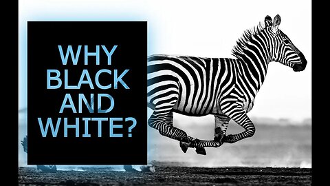 Why are zebra black and white?