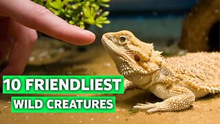 10 MOST COZIEST WILD ANIMALS YOU CAN HAVE AS A PET -HD