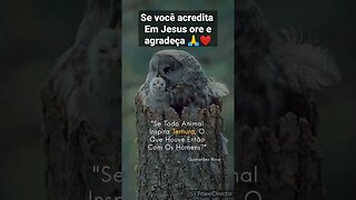 reflexão o amor dos animais é maior que tudo #fé #reflexão #oração #pets #vida #deus #jesus#shorts