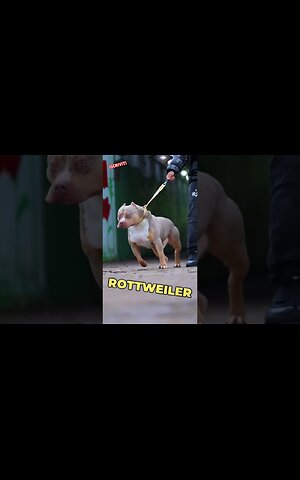 Pitbull VS Rottweiler ⚡️