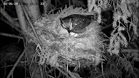 Albert Arrives With a Mouse 🦉 02/06/23 23:09