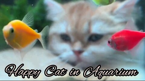 Cute cat | Cutest cat in aquarium #cat