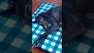 sweetest greyhound sleeping