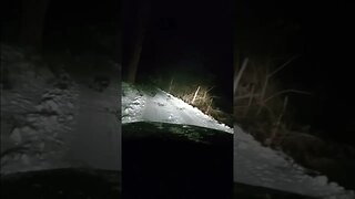 Skunk in Road