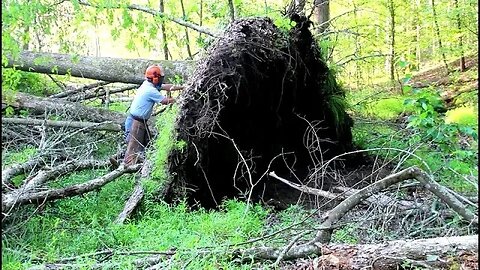 Amazing Tree Uprooting On Virginia Logger Caught On Film #Shorts