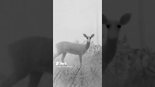Deer #trailcam
