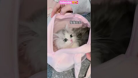 2023 So Cute Baby Cat! in bags || 😽🥰 #shorts #shortsfeed #cat #youtubepets_&_animals