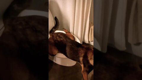 She is now potty trained 🚽🥹 #shorts #viral #funnydogs #cutedogs #cutedogs #puppytraining