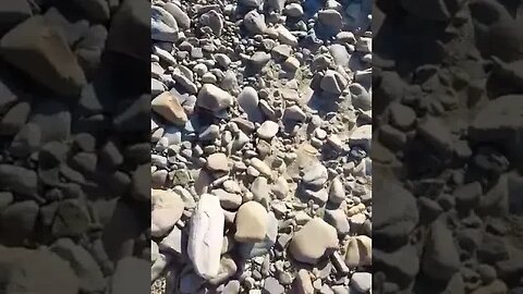 Petrified wood in the river bed #fossil #rockhound