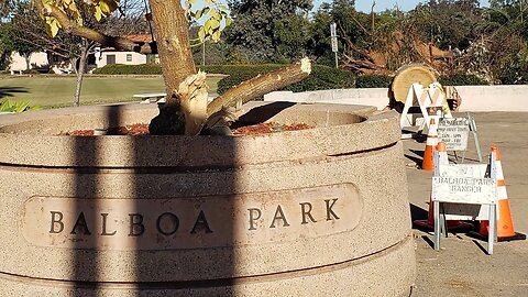 Gigantic Trees Have Fallen in Balboa Park This Week -- Guest Appearance of Squirrel Pt. 2