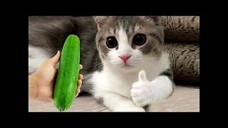 Funniest Animals 2023 😂 Funny Dogs and Cats Videos 😺🐶 Part 13