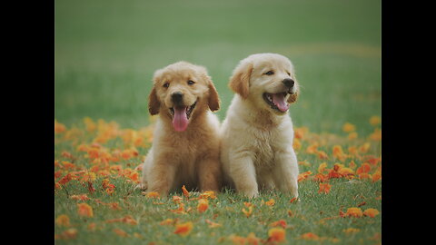 Dog Training - Calming Hyperactive Puppy - Golden Retriever