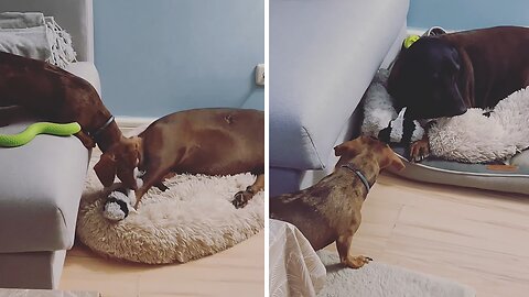 Dachshund pup determined to steal toys from dog
