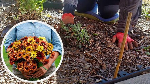 Digging Up and Moving Overwintered Rudbeckia 'Sahara' 🌼😊|| DMA