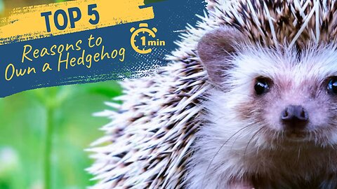 Top 5 Reasons to Have a Hedgehog