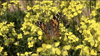 Painted Lady Butterfly HD